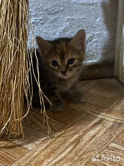 Котенок девочка в добрые руки