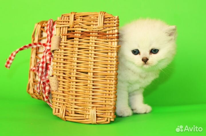 Роскошные котята британской шиншиллы