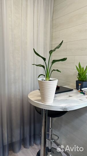 Стрелиция Регина