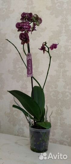 Орхидея