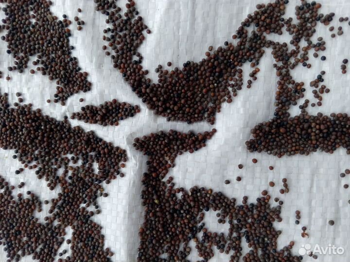 Горчица черная