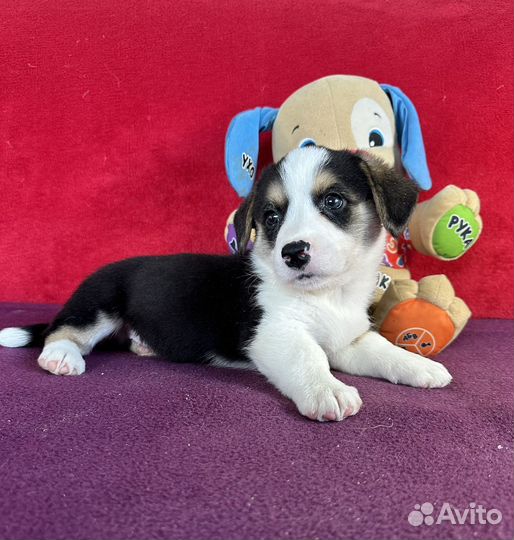 Корги щенки