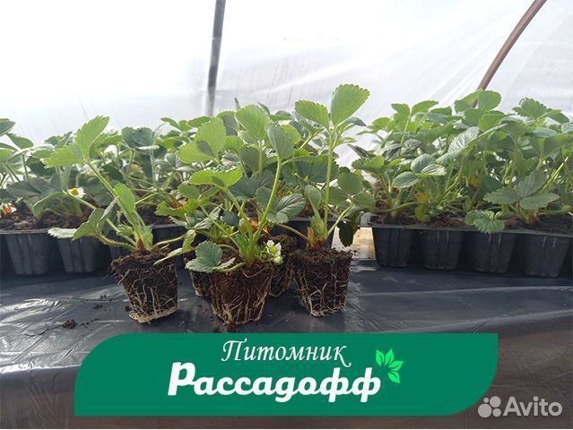 Рассада клубники. Крупная ягода