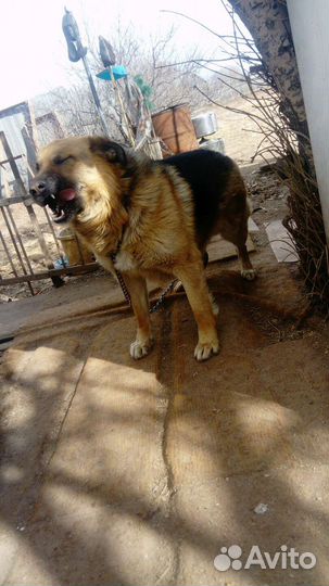 Собака немецкая овчарка