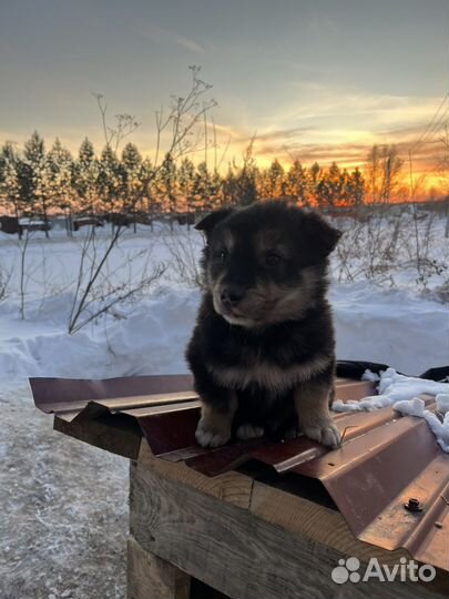 Щенок в добрые руки бесплатно