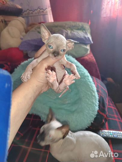 Канадский сфинкс