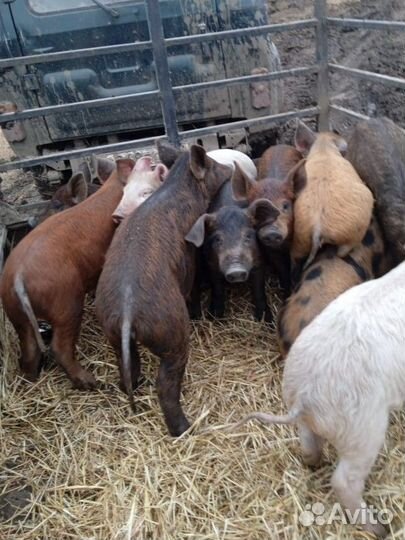 Поросята