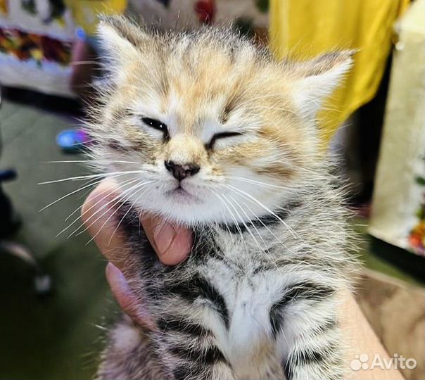 Котята в добрые руки бесплатно