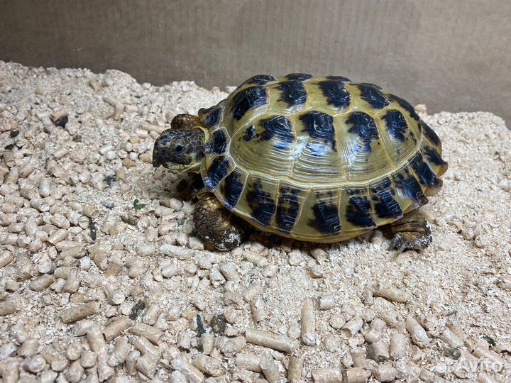 Черепаха сухопутная с террариумом