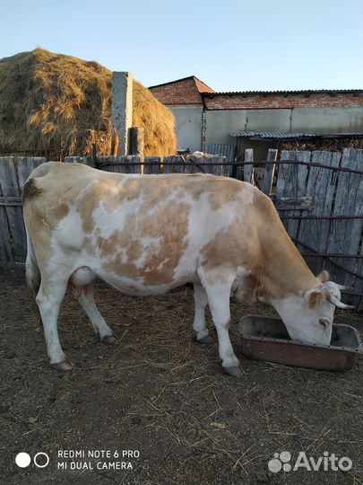 Корова телка