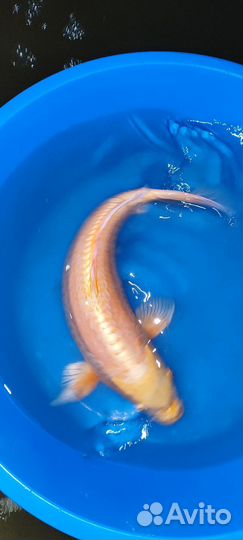 Карп кои крупный