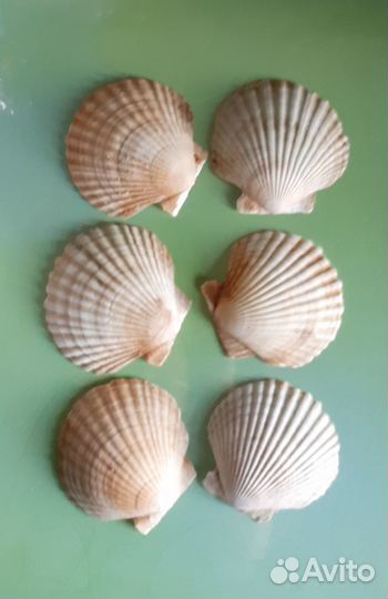 Морские ракушки