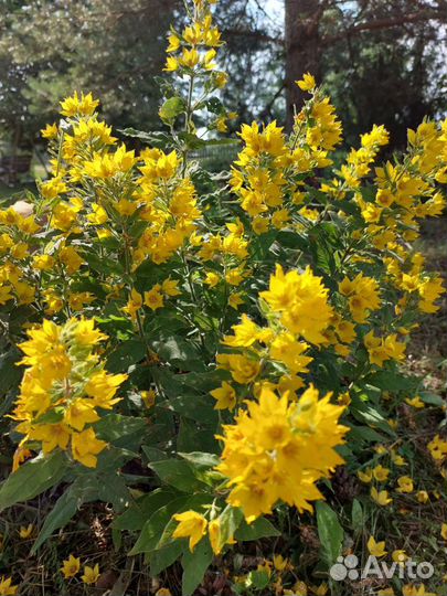 Примула горянка гвоздика французская ромашка др-2