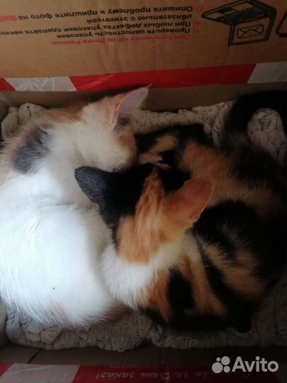 Кошки бесплатно