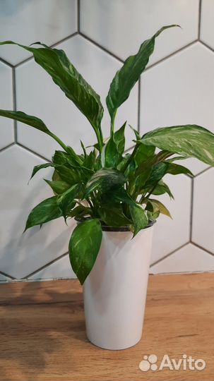 Спатифиллум gemini джемини