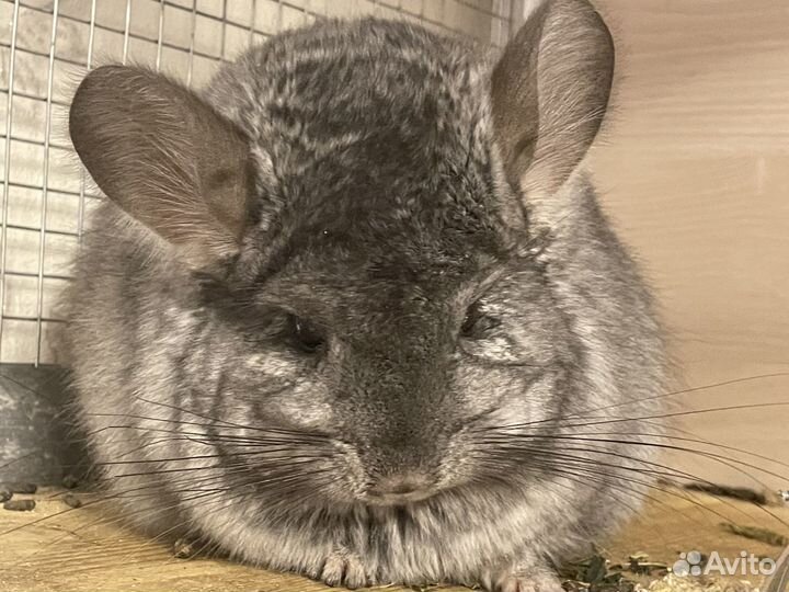 Шиншилла ангора эбони светлый самец