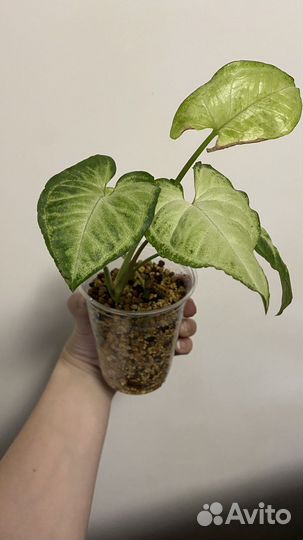 Монстера дубиа/растения