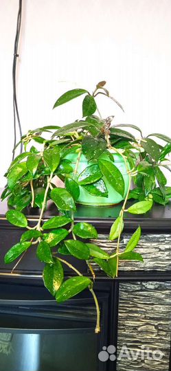 Хойя взрослая