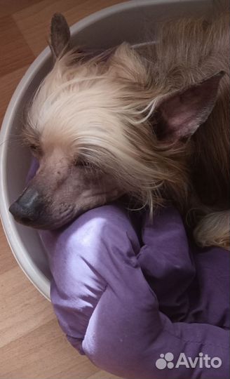 Кобель ищет дом