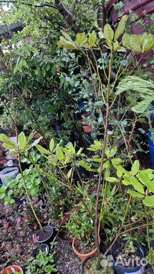 Магнолия грандифлора (вечнозеленая)