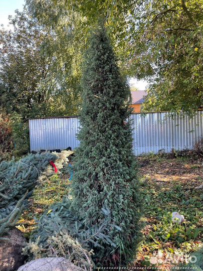 Можжевельник формированный виргинский