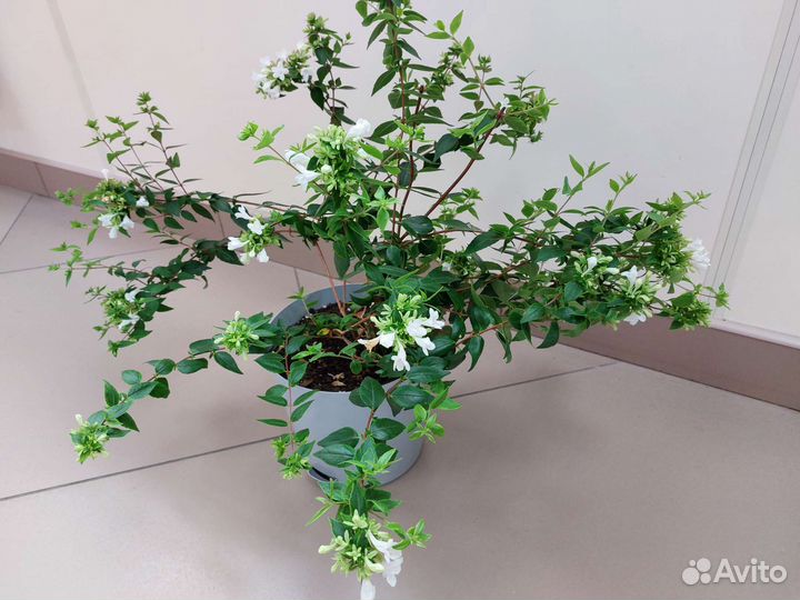 Растения комнатные