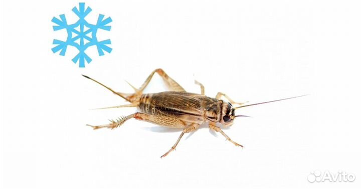 Кормовые сверчки для Рептилий