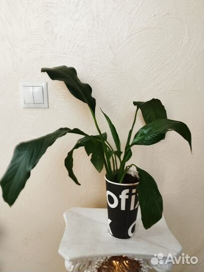 Женское счастье, кактусы