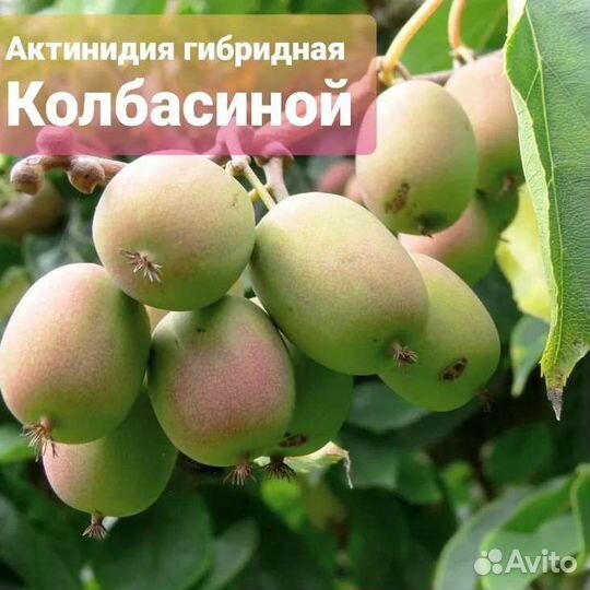 Актинидия (северное киви)