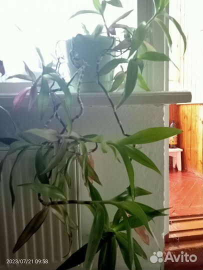 Цветок Золотой ус - домашний женьшень