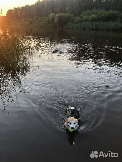 Жилет страховочный для собак Atlantik