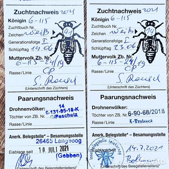 Плодные пчеломатки Карника F1