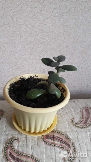 Крассула толстянка 