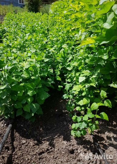 Гибискус древовидный