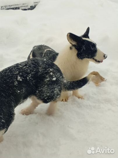Щенки вельш корги кардиган