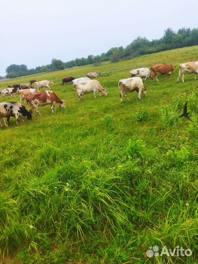 Стадо коров