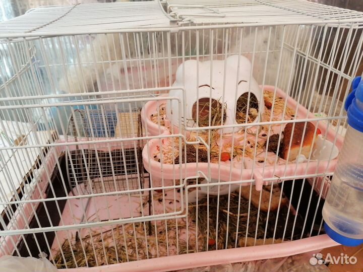 Клетка без хомяков