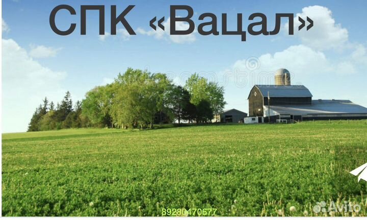 Уход за скотиной