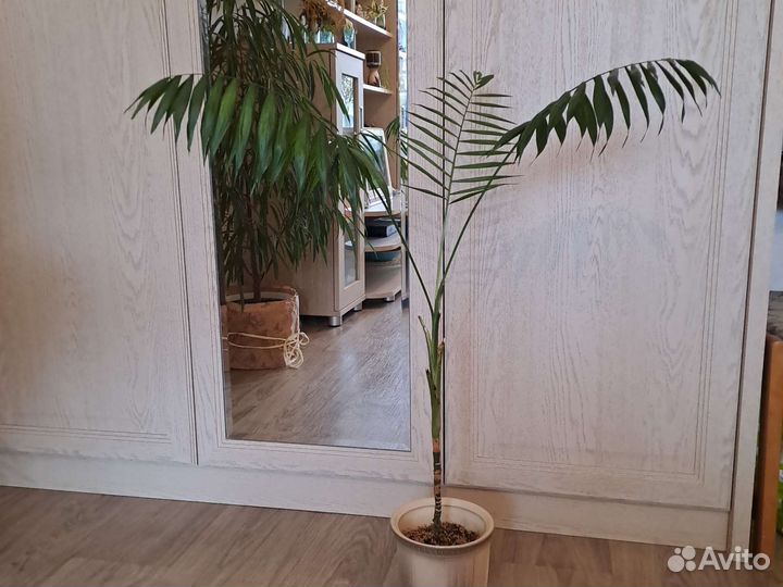 Панданус, хамедорея