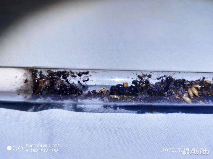 Муравьи Messor Structor, колония 2022года