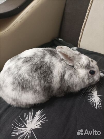 Декоративный кролик