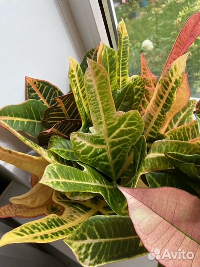 Комнатные растения кротон 4 вида