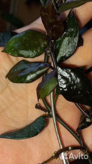 Хойи на срез