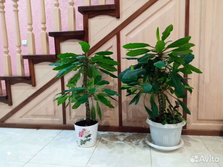 Комнатные растения. Молочай