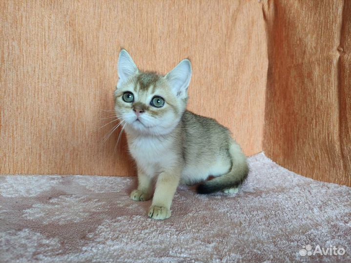 Золотой котенок