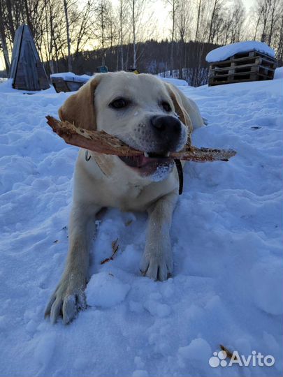 Случка лабрадор