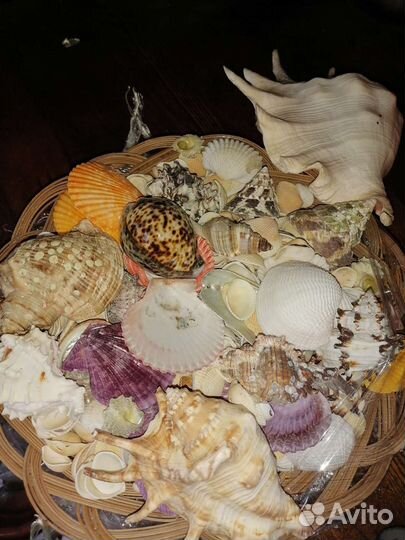 Морские ракушки раковины