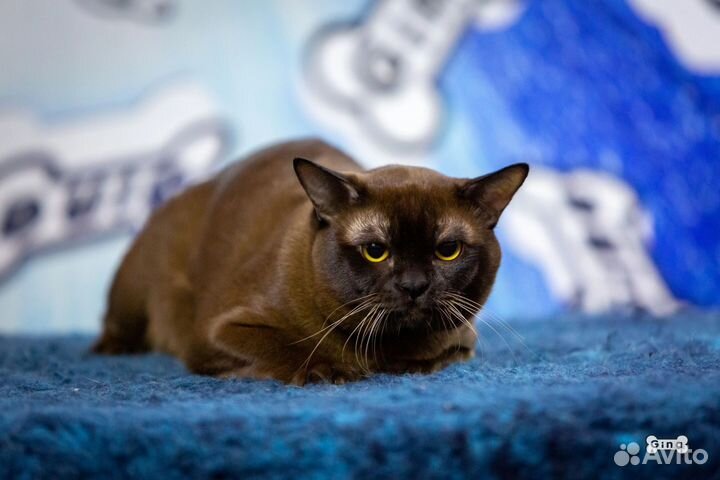 Кот на вязку