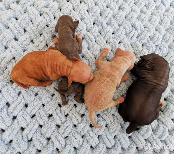 Американский Голый Терьер