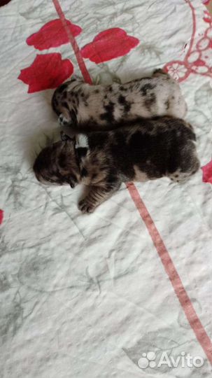 Французский бульдог щенки